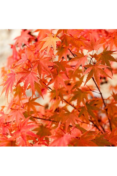 Клен віяловий Фенікс 